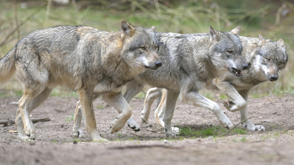 Do Coyotes Travel in Packs